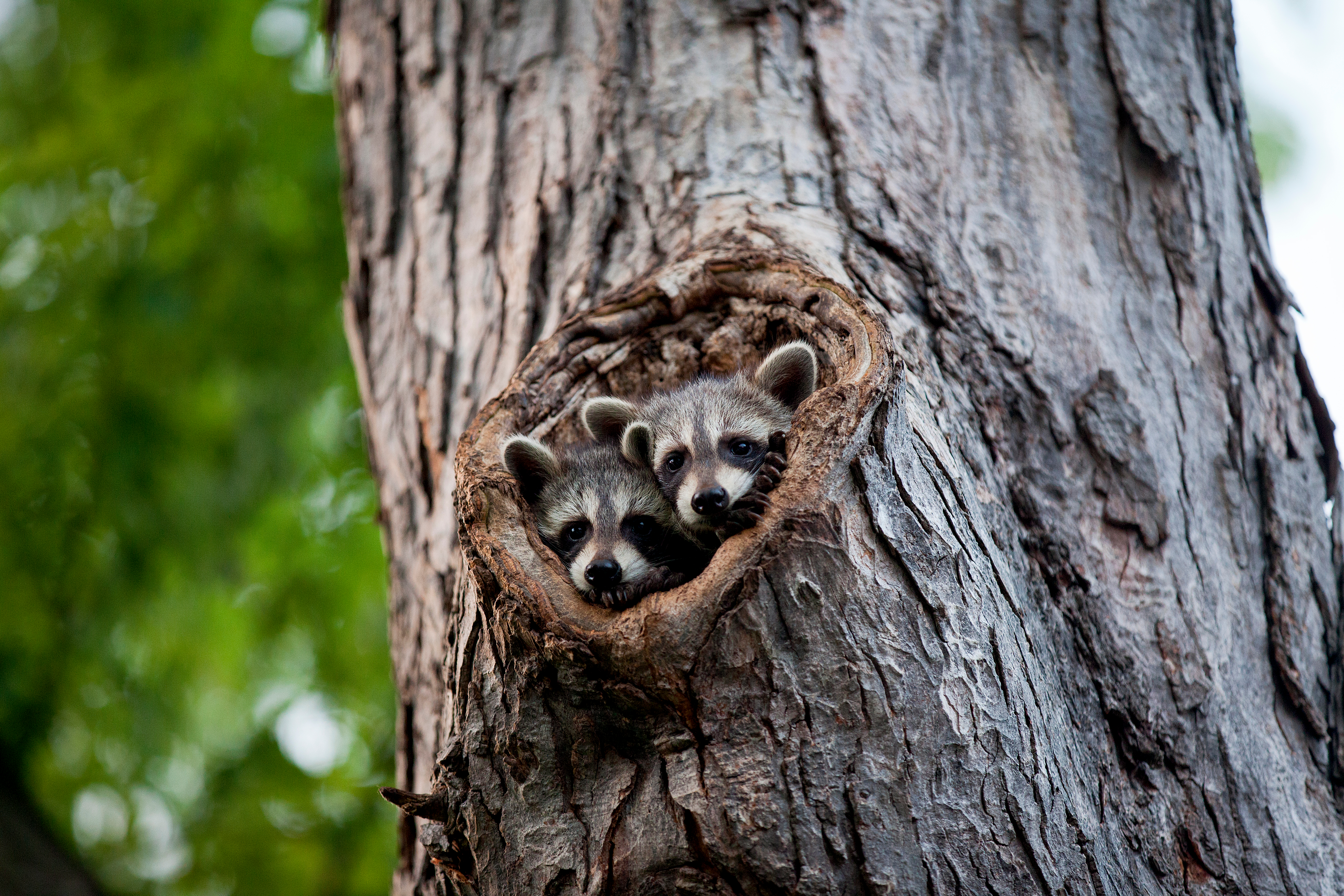 raccoon babies in tree hole